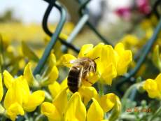 Bienen auf Teneriffa
