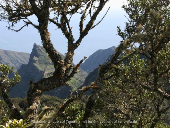 Parque Rural Anaga Teneriffa