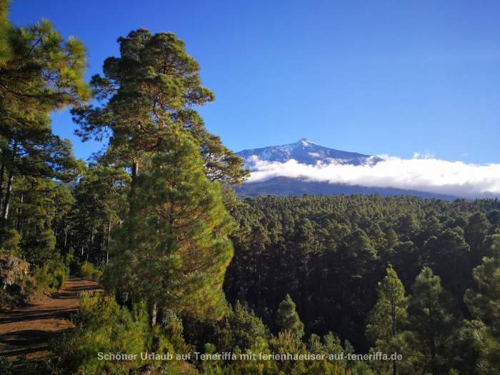 Corona Forestal / El Lagar Teneriffa