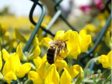 Bienen auf Teneriffa