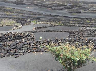 Weinanbau Lanzarote Trockenfelder