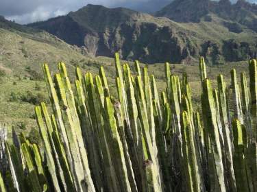 Anaga-Gebirge Teneriffa