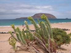 Blick auf La Graciosa