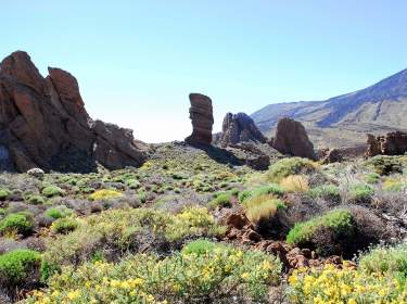 Teide Nationalpark Teneriffa Pflanzen und Felsen