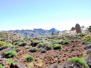 Teide Nationalpark Teneriffa Flora