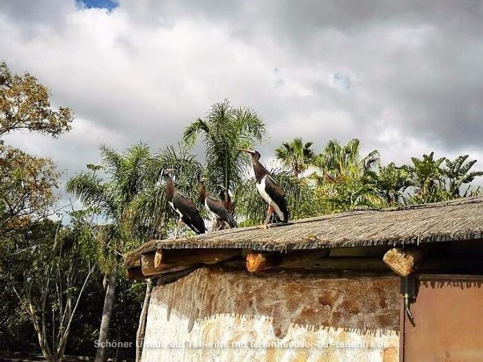 Jungle Park Arona Teneriffa Störche