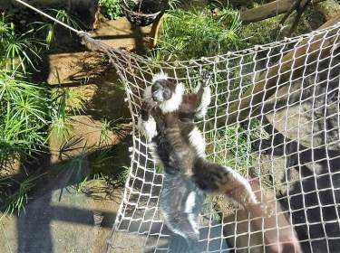 Jungle Park Arona Teneriffa Lemur