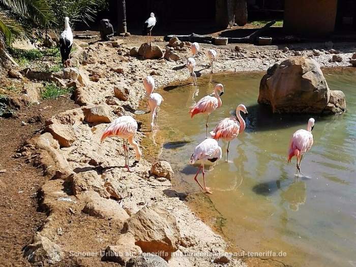 Jungle Park Arona Teneriffa Flamingos