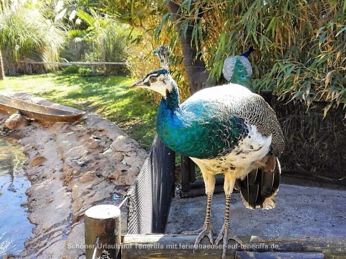 Jungle Park Arona Teneriffa Pfau